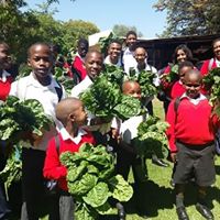 Tiqwa spinach